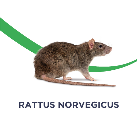 dératisation rattus norvegicus